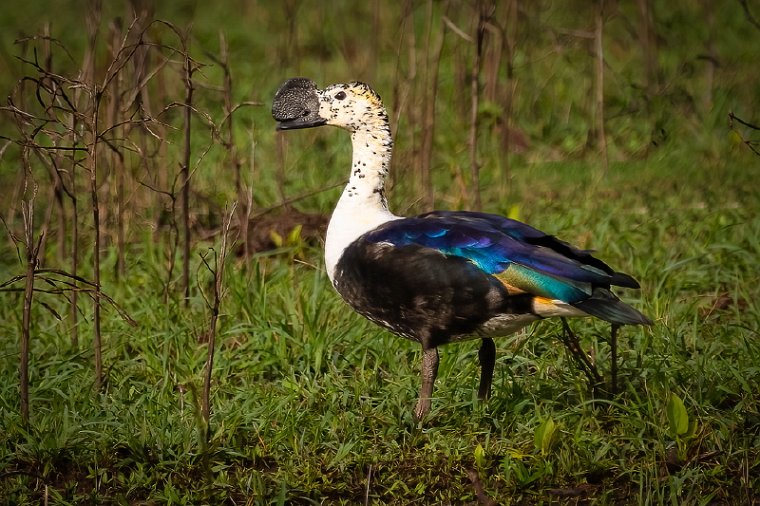 142 Zuid Pantanal, amerikaanse knobbeleend.jpg